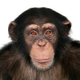 A Chimpanzee
